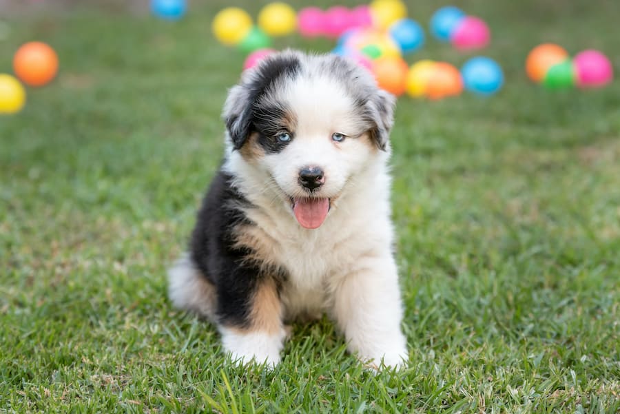 How to Train Your Australian Shepherd Puppy Aussie University