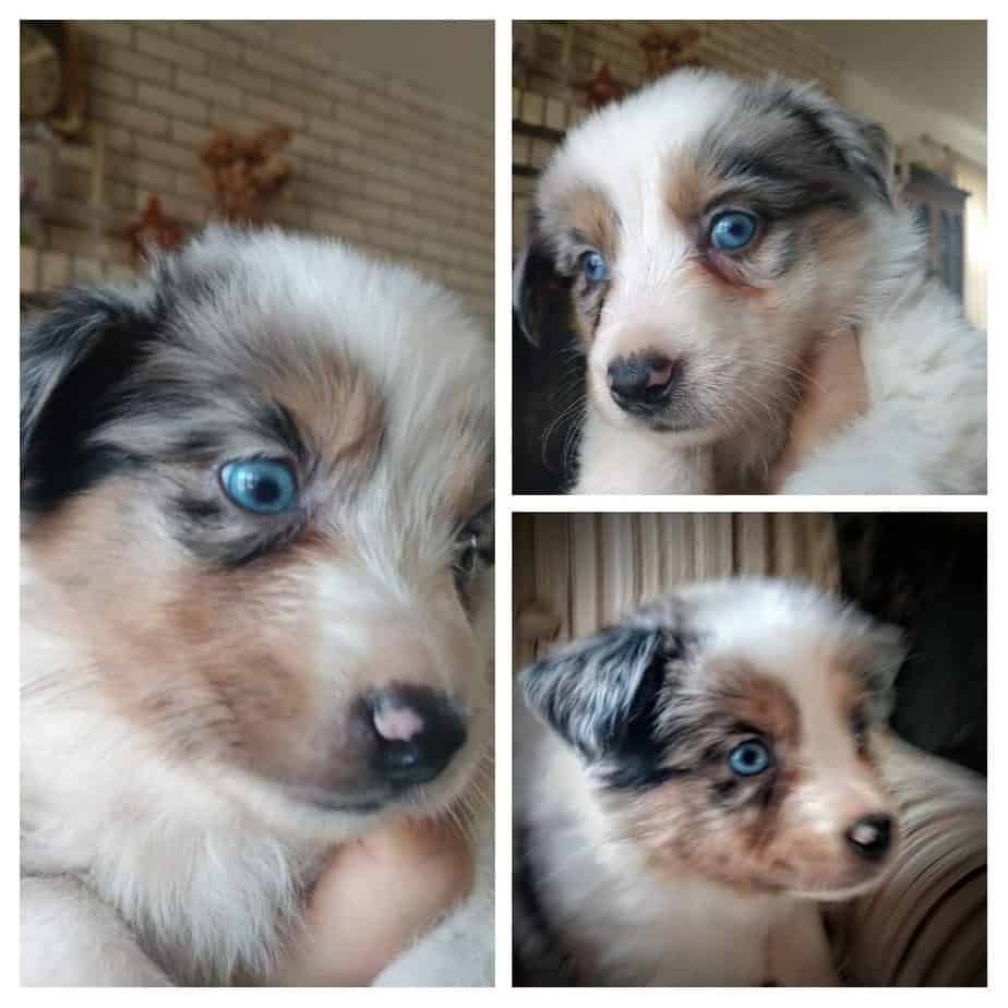 6 Steps to Easily Potty Train Your Australian Shepherd