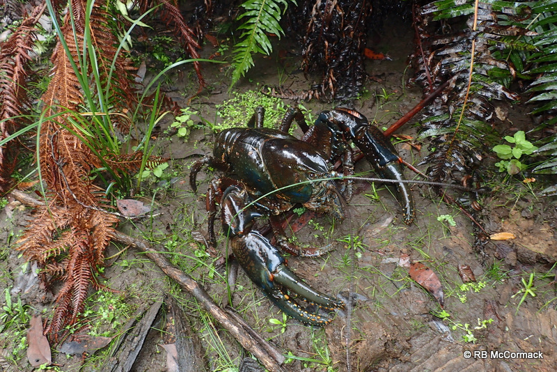 The Tasmanian Giant Freshwater Lobster Astacopsis gouldi The