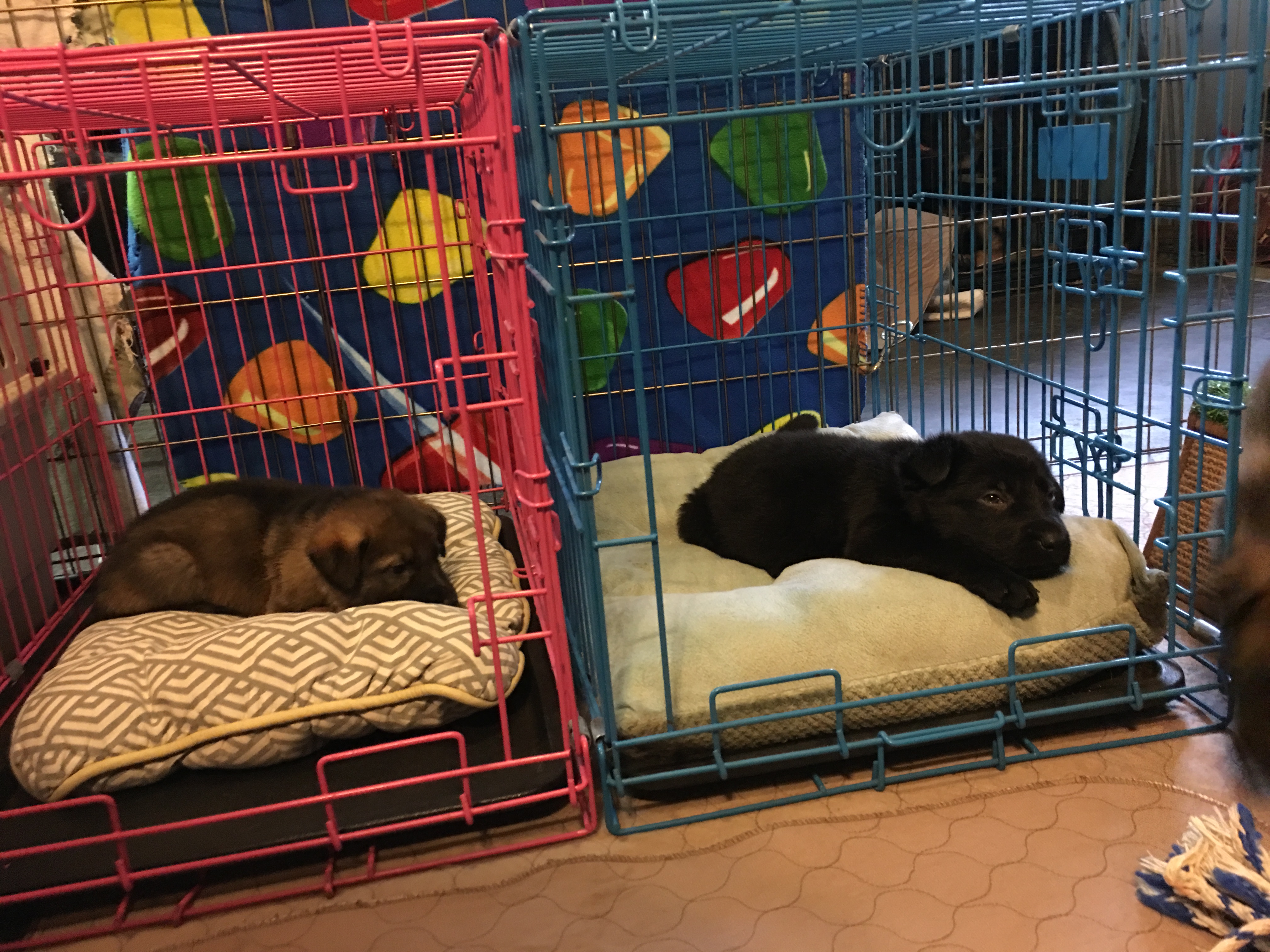Crate Conditioning for Puppies An incremental approach (UPDATE 2019