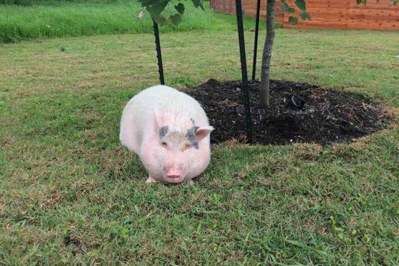 Social Media Savvy Austinites Reunite Pet Pig With Owner