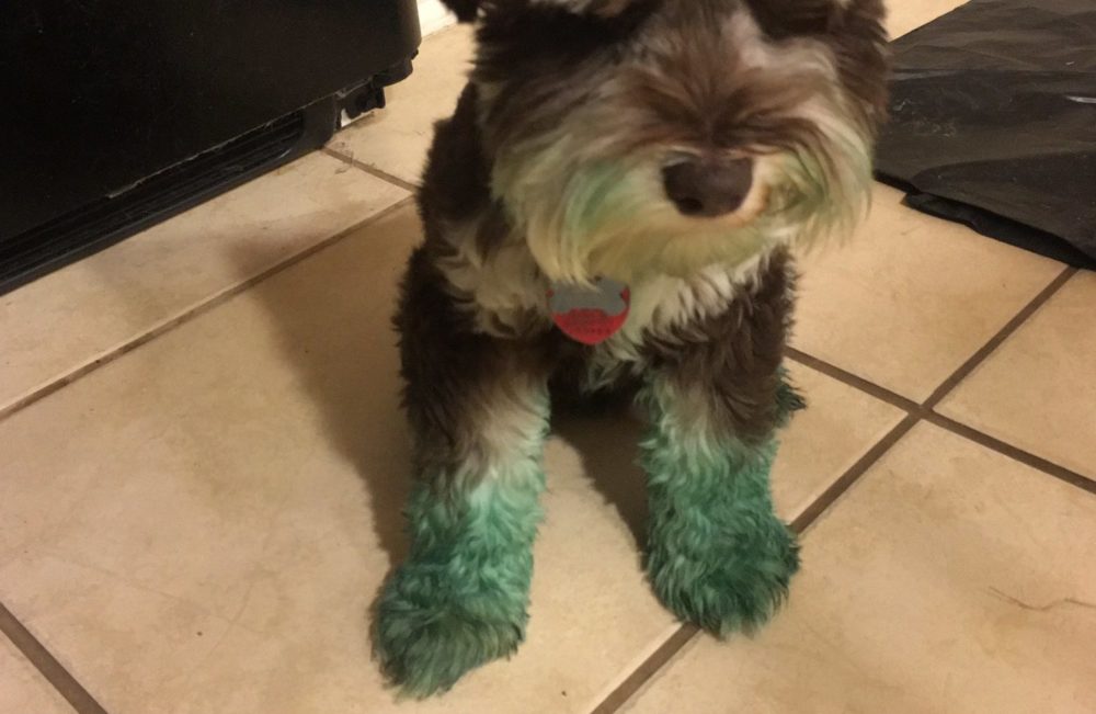 Dogs Are Literally Turning Green From Visiting Zilker Park!