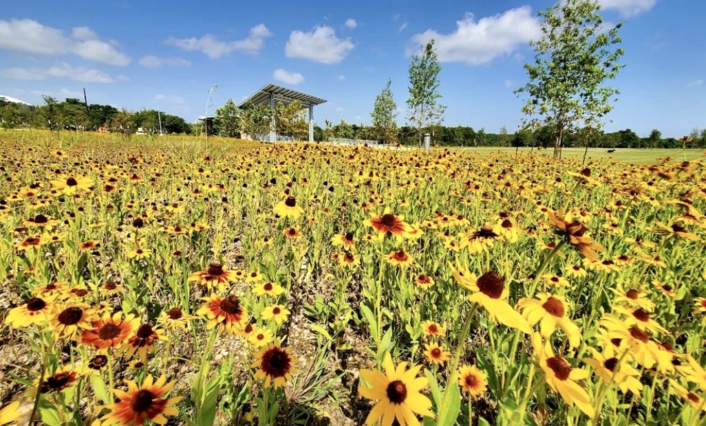 Your Guide to Living in Buda Texas, Located Just Outside of