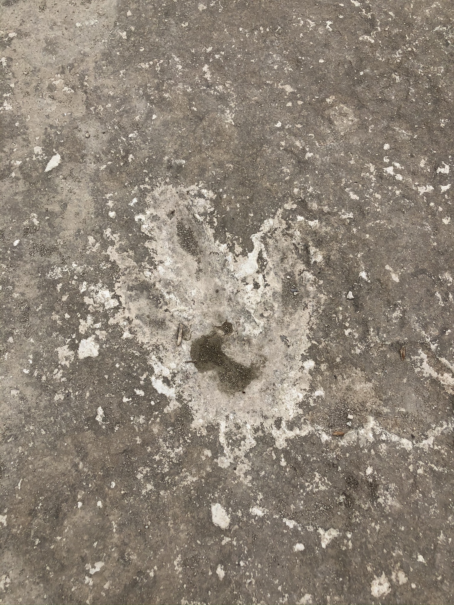Dinosaur Tracks in Leander Austin Active Kids