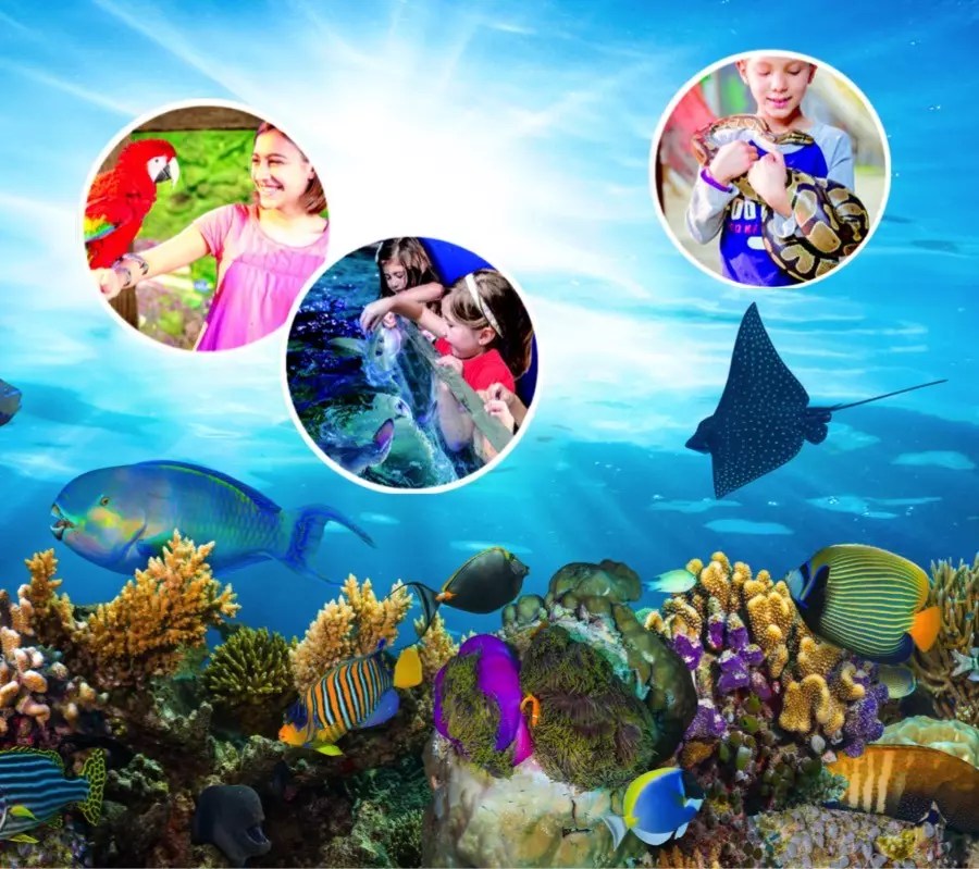 Interactive Aquarium Austin Aquarium