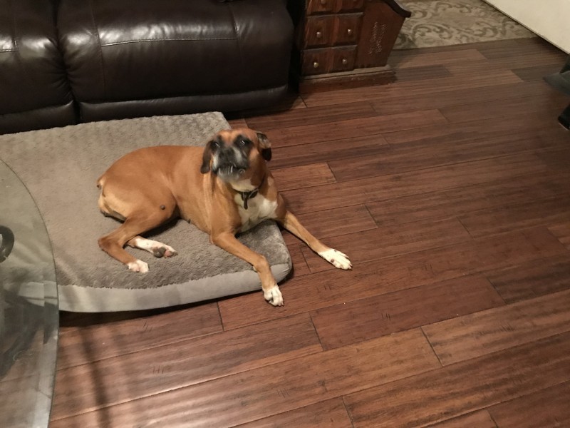 Austin Boxer Dog Rescue Rescue Dogs in Central Texas