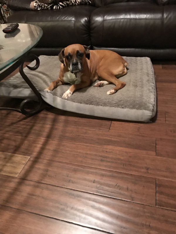Austin Boxer Dog Rescue Rescue Dogs in Central Texas