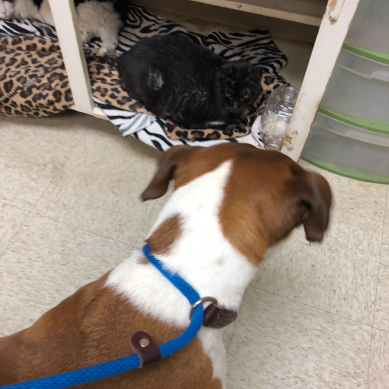 Austin Boxer Dog Rescue Rescue Dogs in Central Texas