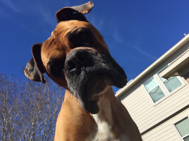 Are Boxers On The Dangerous Dog List