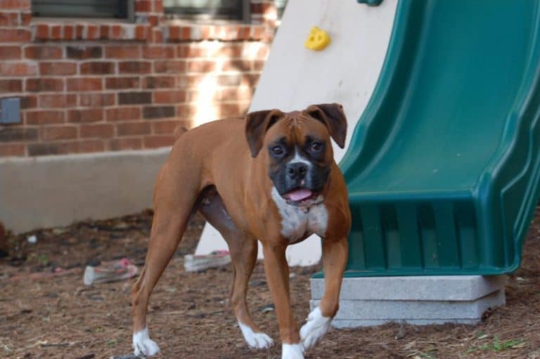 Cactus ABR CeCe Austin Boxer Rescue