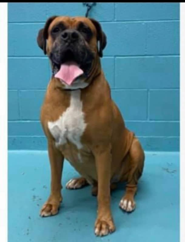 BIN 2521 Austin Boxer Rescue