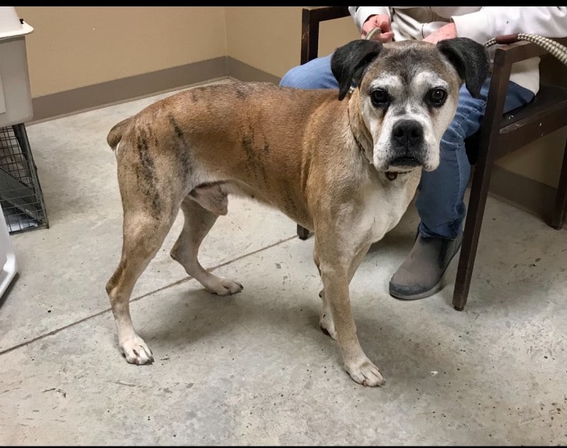 BIN 2526 Austin Boxer Rescue