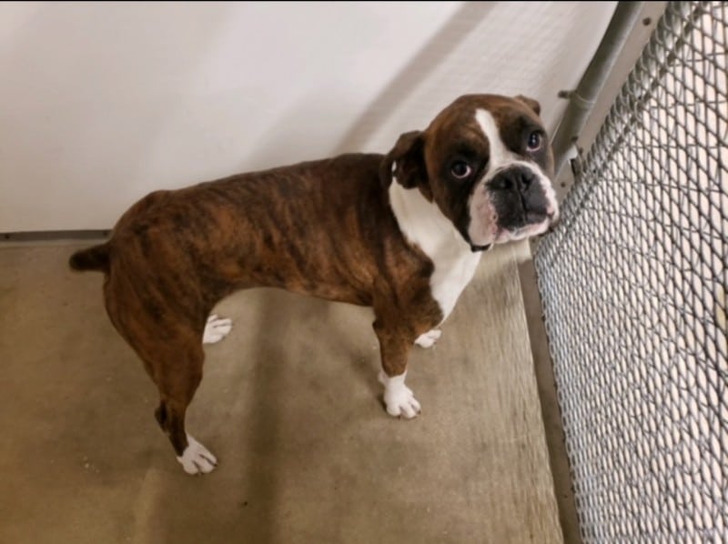 BIN 2527 Austin Boxer Rescue
