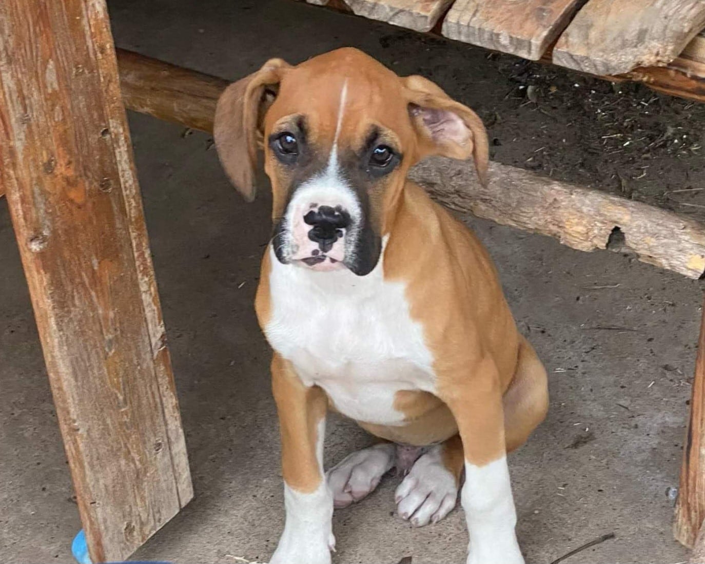 BIN 22411 Austin Boxer Rescue