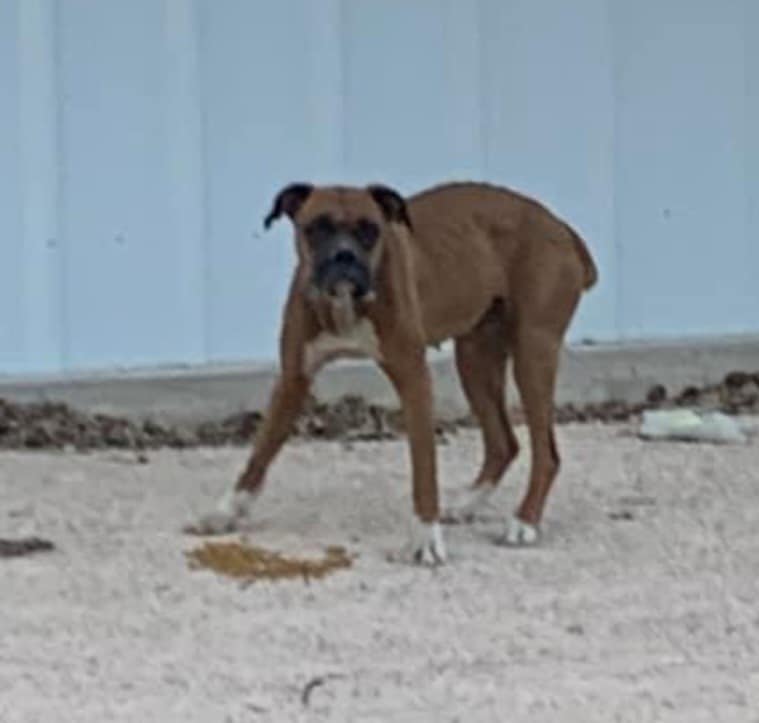BIN 23014 Austin Boxer Rescue