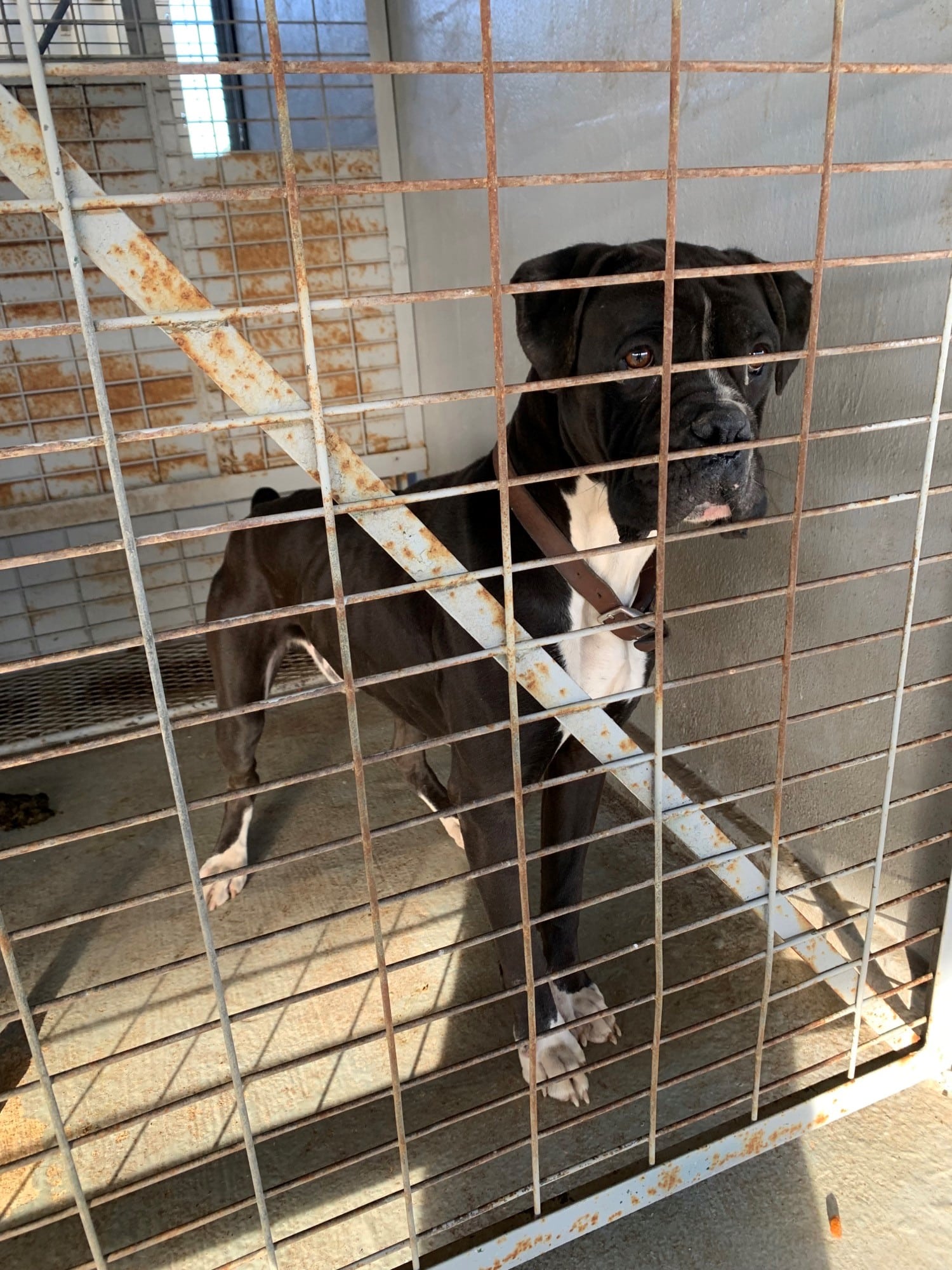 BIN 23017 Austin Boxer Rescue