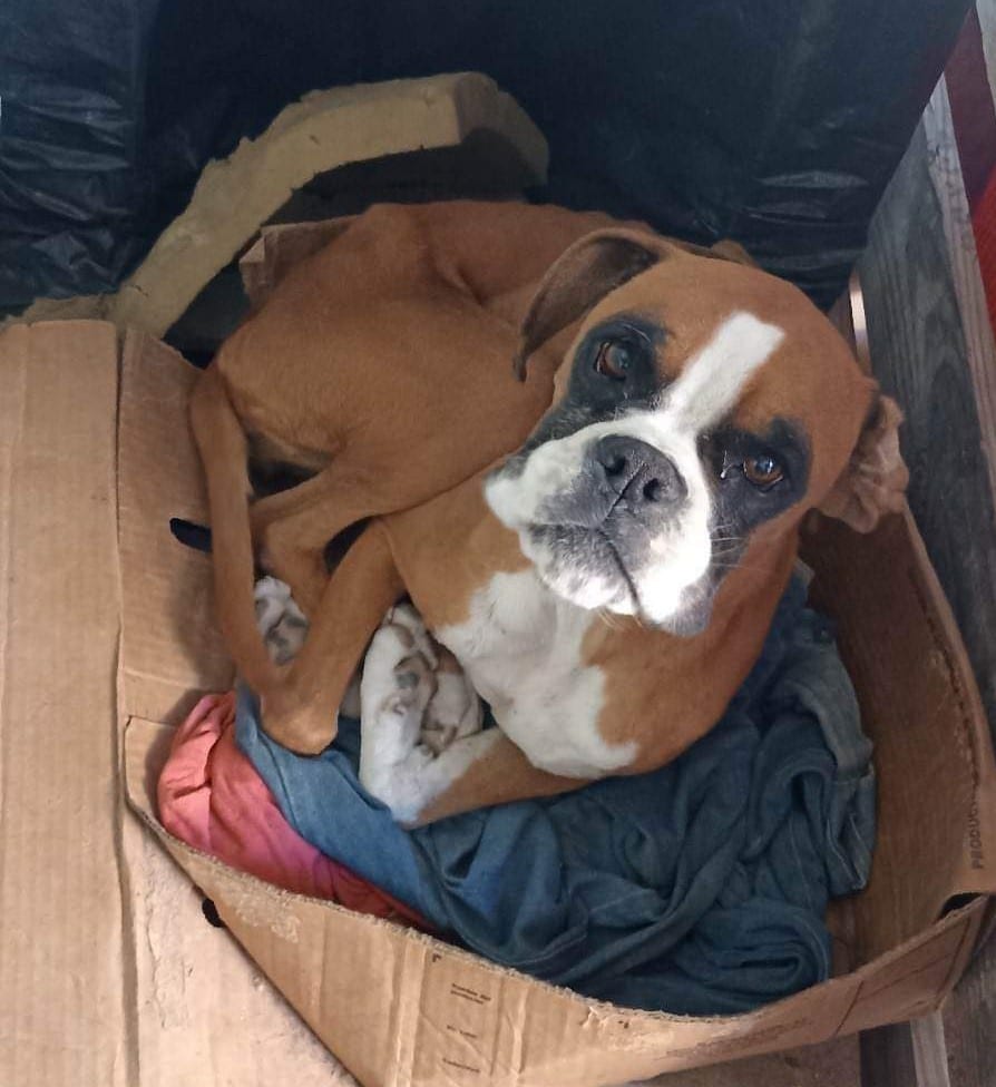 BIN 23048 Austin Boxer Rescue