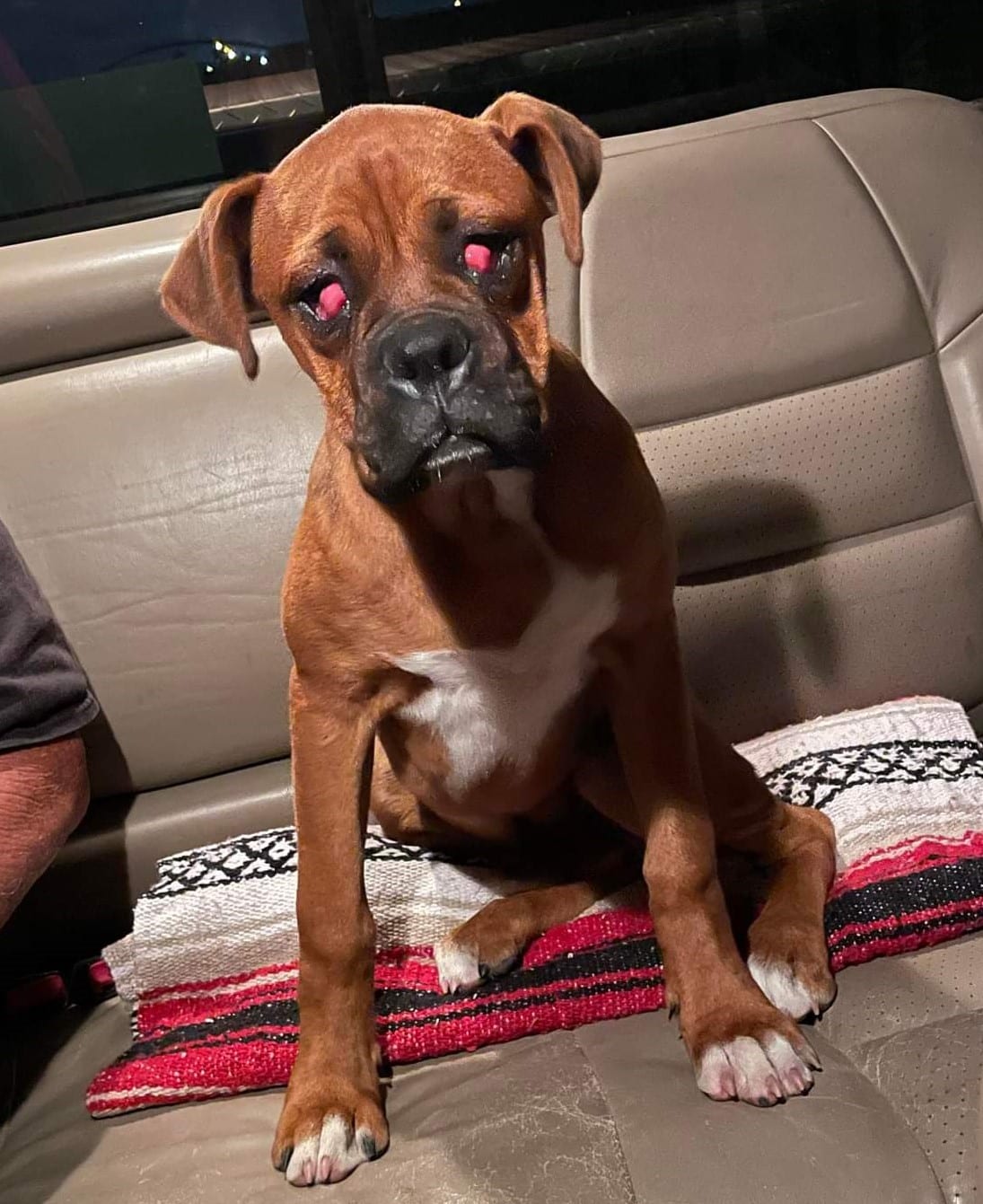 BIN 23054 Austin Boxer Rescue