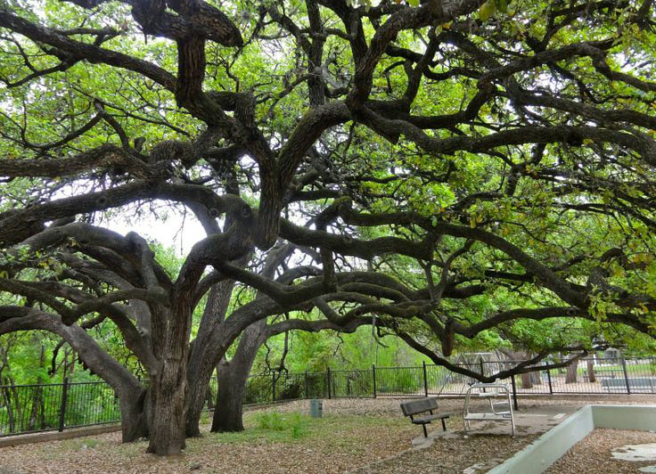 Stacy Park Austin Events March 25 2024 Austin Condo Near Stacy Park Austin Condos For Rent