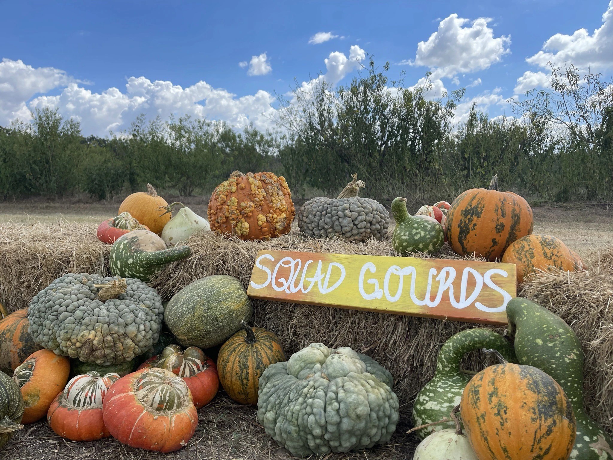 Sweet Eats Fruit Farm Fall Festival Austin Fun for Kids