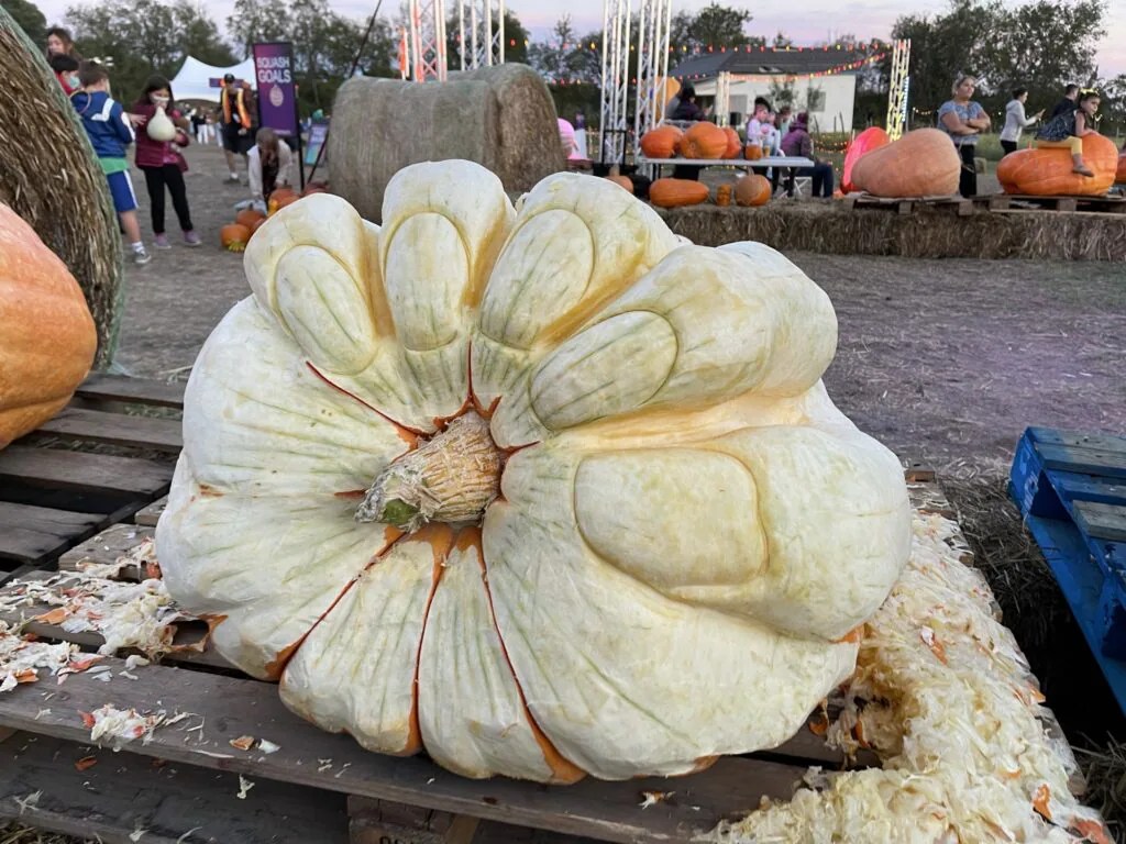 The Ultimate Guide to Pumpkin Nights in Austin Austin Fun for Kids