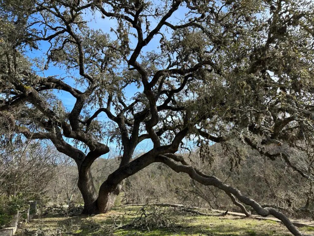 The Best Spots to Climb Trees in Austin Austin Fun for Kids