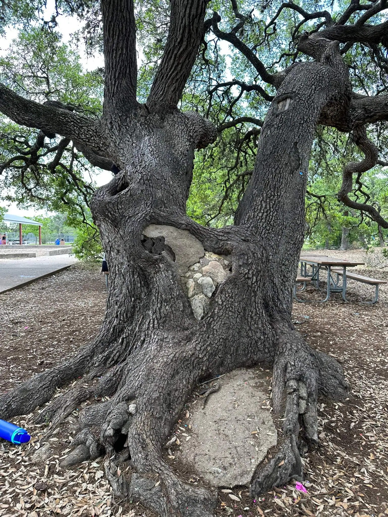 The Best Spots to Climb Trees in Austin Austin Fun for Kids