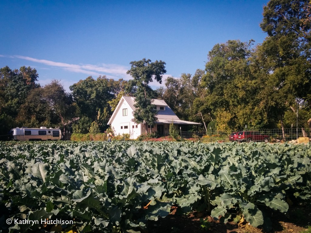 Take 5 Minutes to Support Springdale Farm The Austin Gastronomist