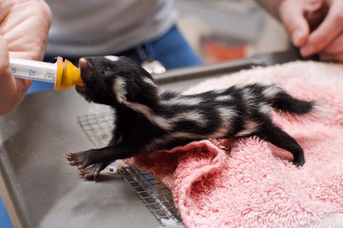Austin Wildlife Rescue Takes Care of Texas Animals