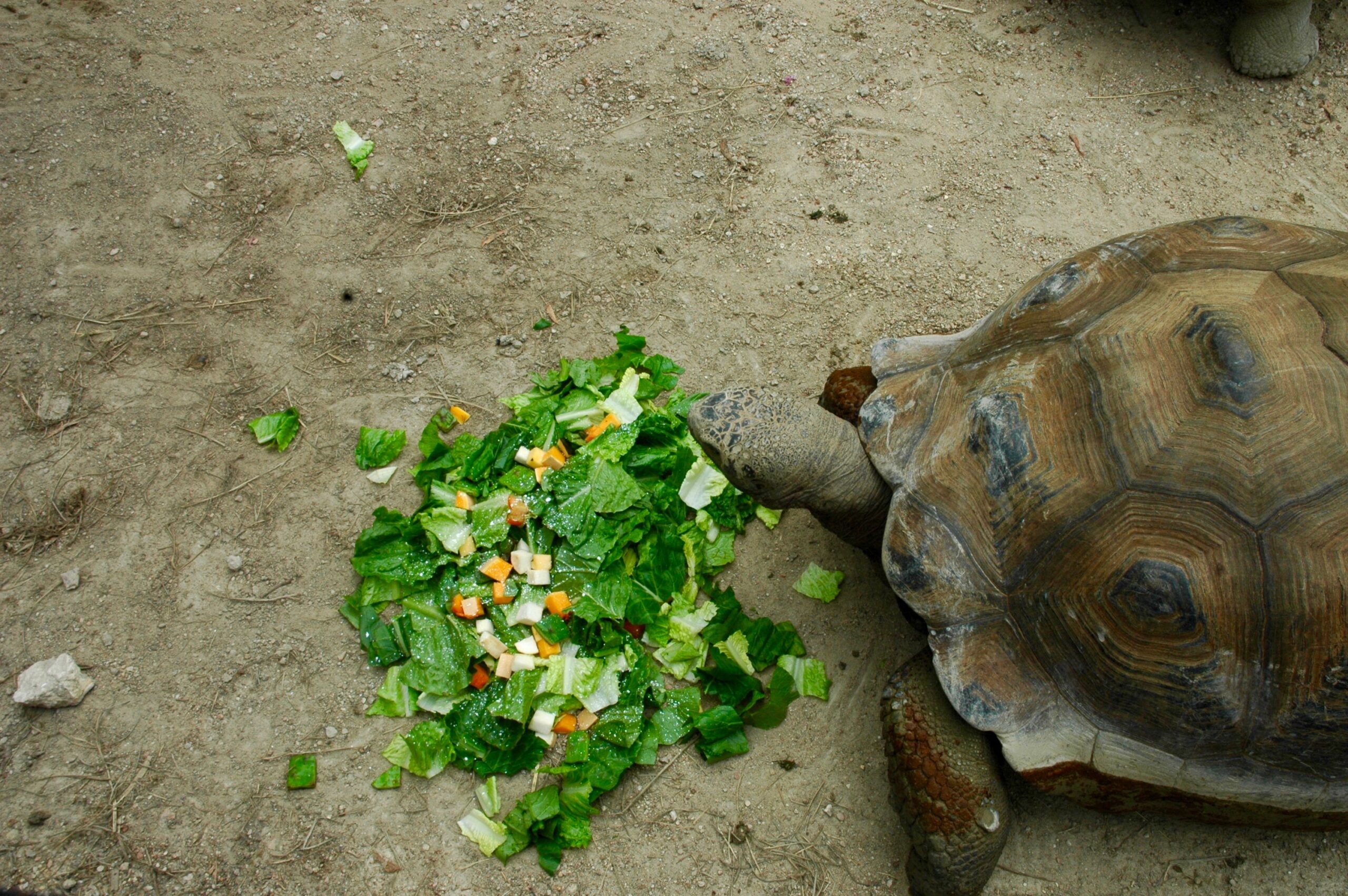 What to Expect During Your Trip to Austin Zoo