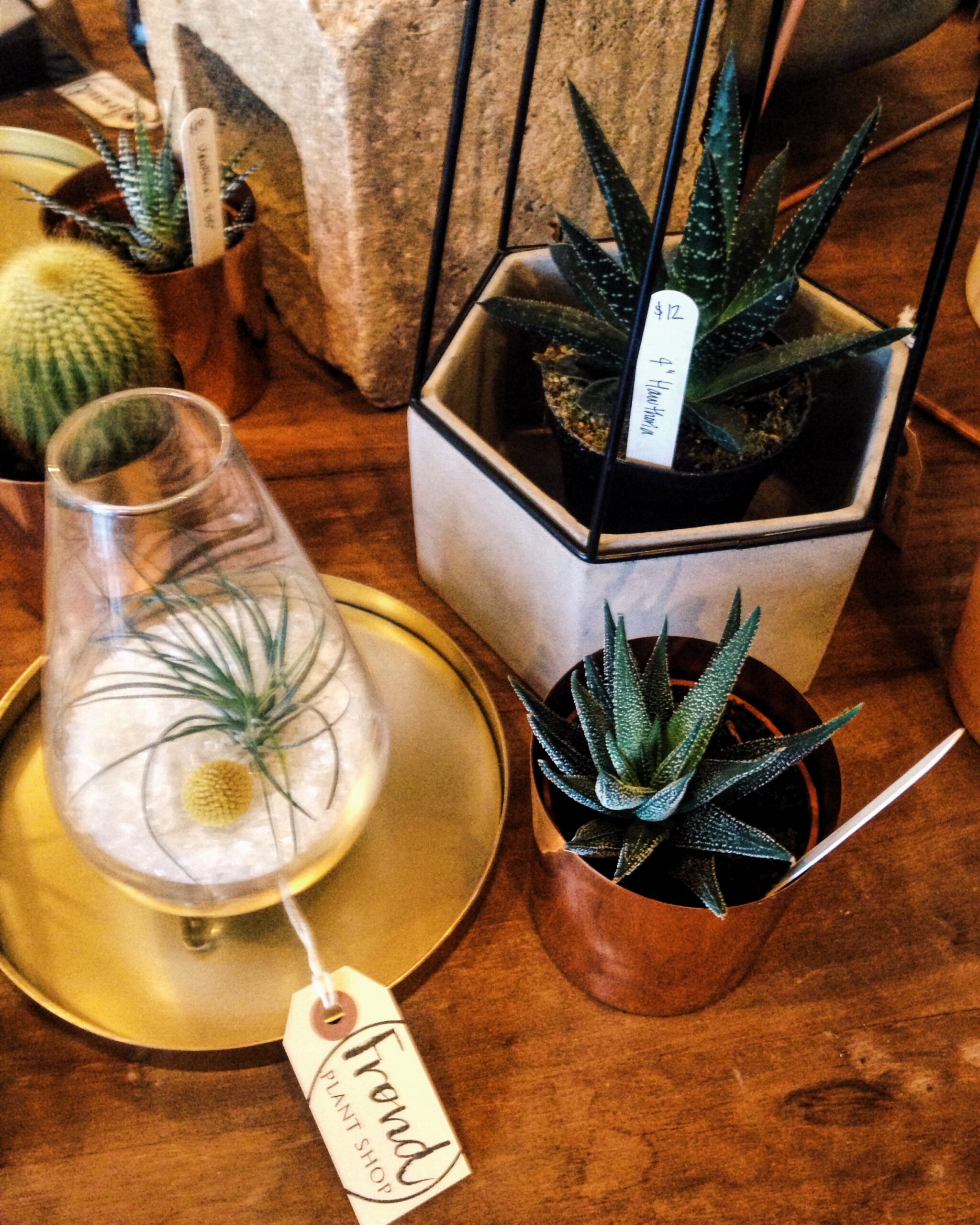 Develop a Green Thumb With the Help of These Austin Plant Experts