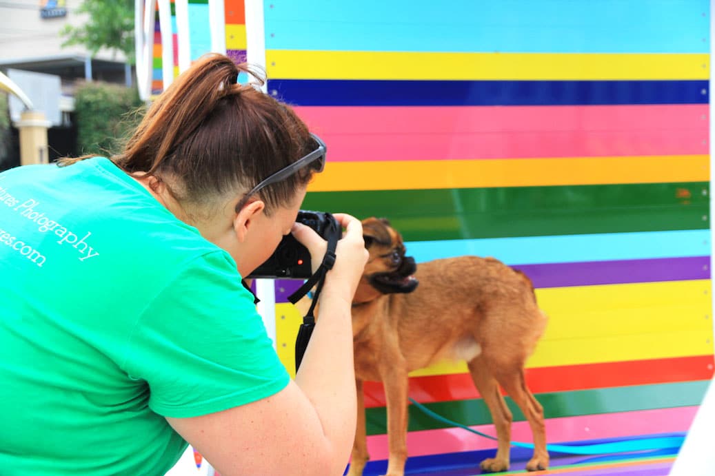 A Day in the Life of a Professional Dog Photographer in Austin