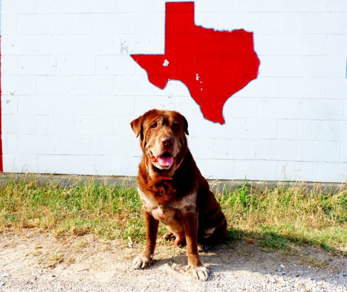 7 Austin Animal Shelters Where You Can Find Your New Best