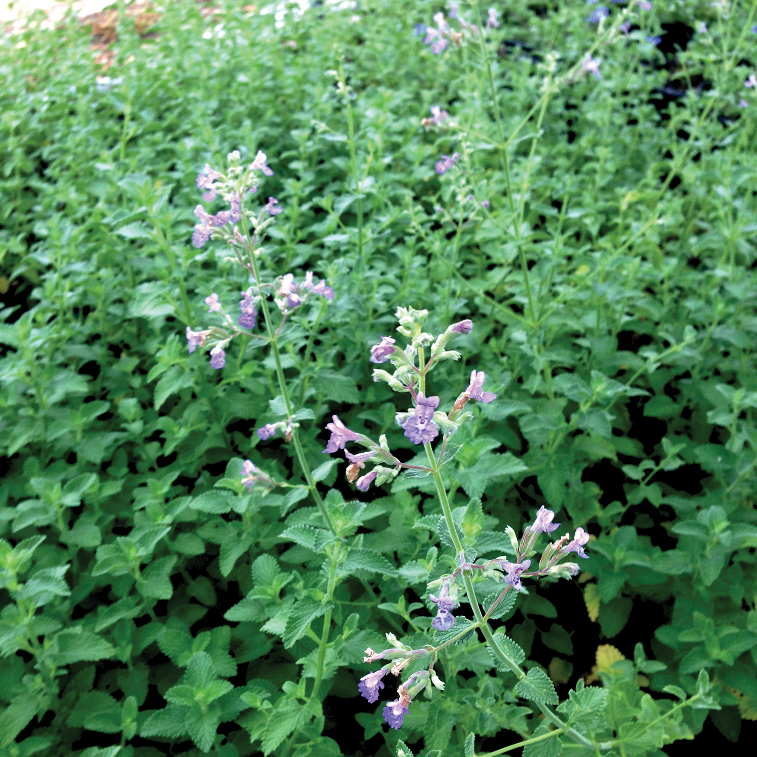 Catmint AustinTexas.gov