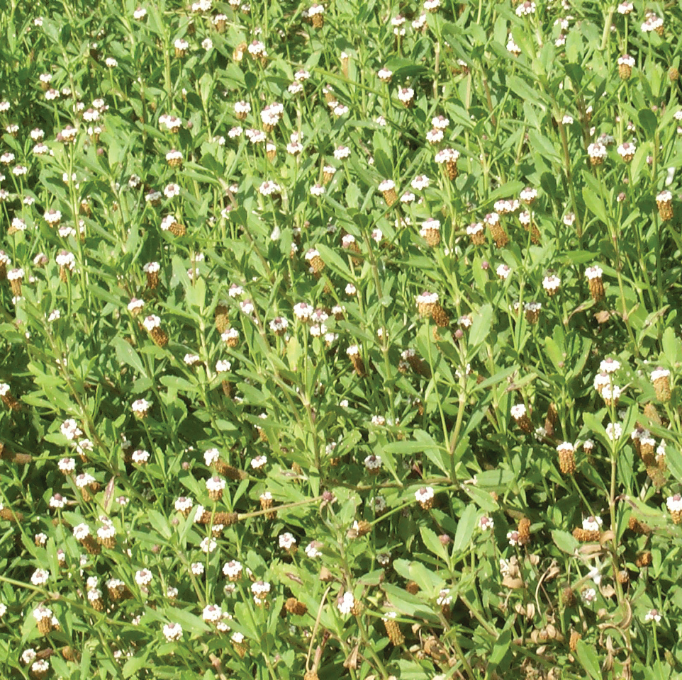 Frogfruit AustinTexas.gov