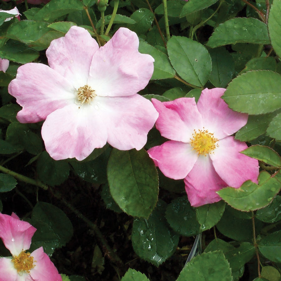 Rose, 'Nearly Wild' AustinTexas.gov