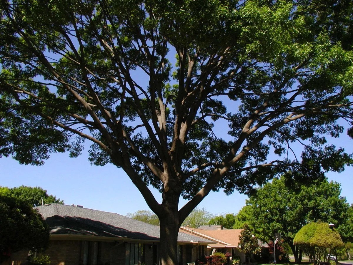 Tree Trimming Austin, Tx Austin Tree Surgeons