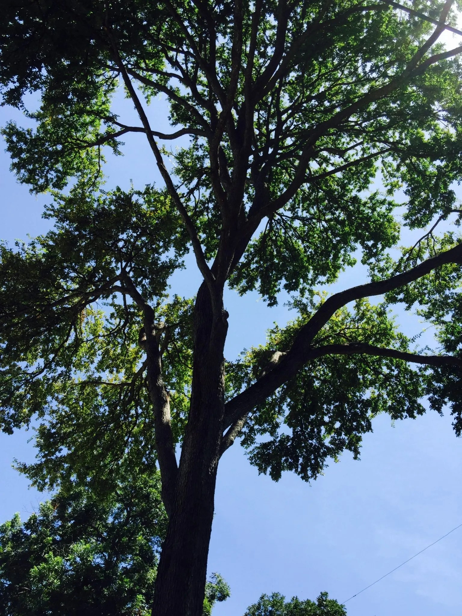 Tree Trimming Pictures Austin, Tx Austin Tree Surgeons