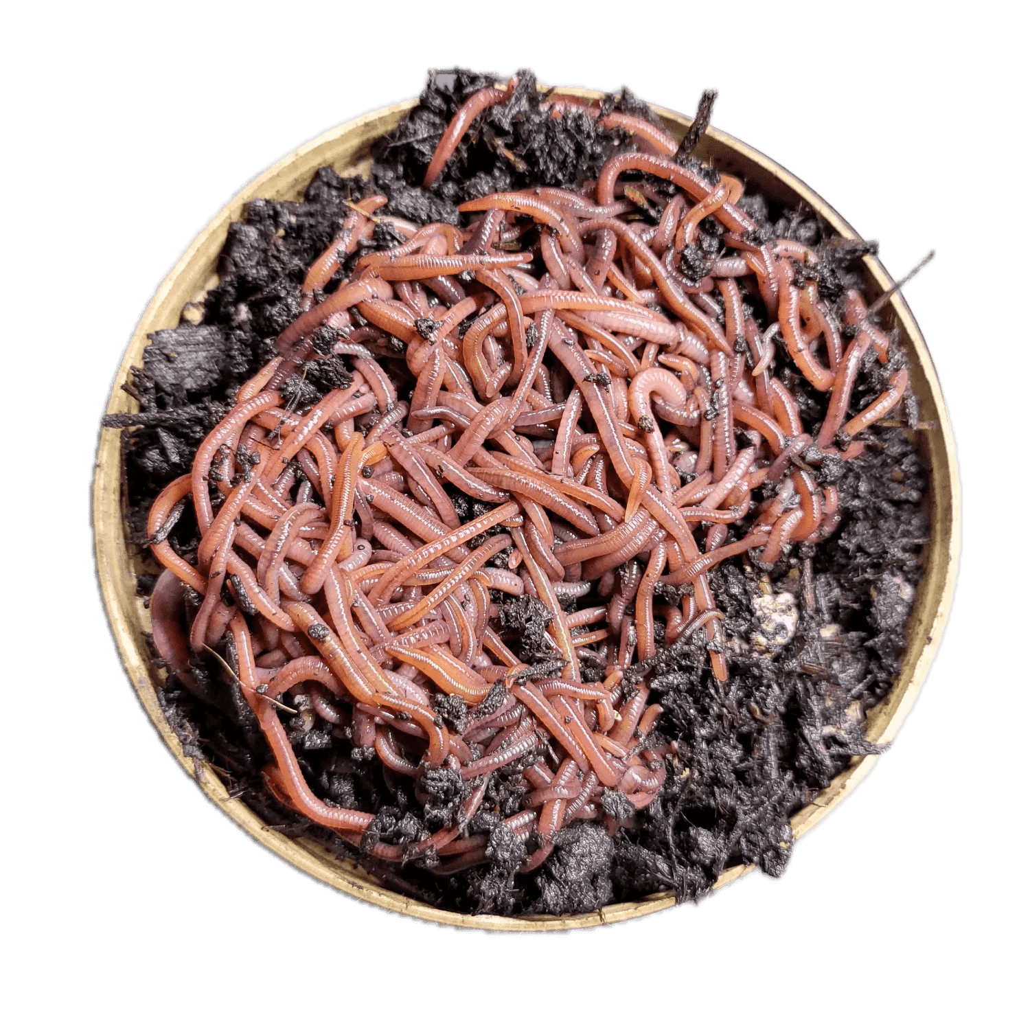 Composting Worms FREE SHIPPING Austin Worm Lab