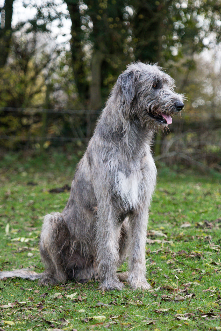 Previous Litters Austonley Irish Wolfhounds
