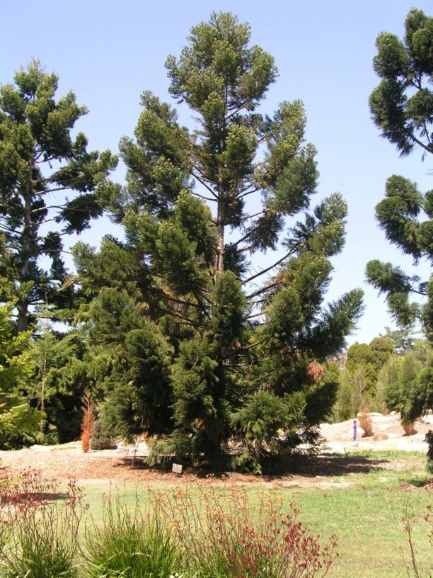 Araucaria cunninghamii Hoop Pine Australian Botanic Garden Mount Annan