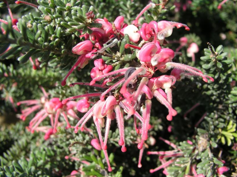 Grevillea lanigera Woolly Grevillea Australian Botanic Garden Mount