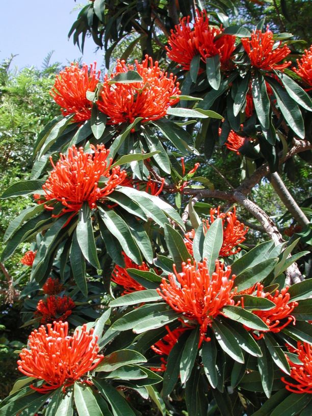 Alloxylon flammeum Queensland Waratah, Tree Waratah, Red Silky Oak
