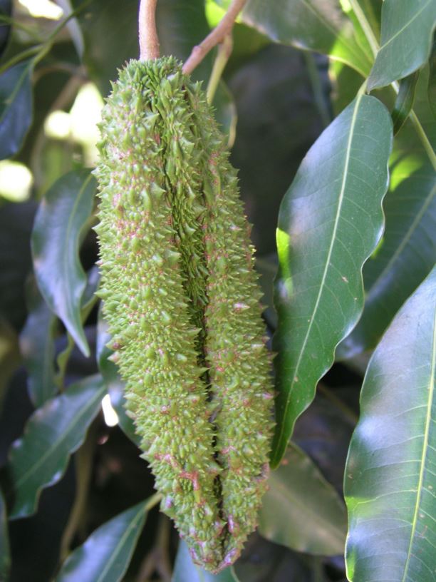 Flindersia brayleyana Queensland Maple, Maple Silkwood Australian