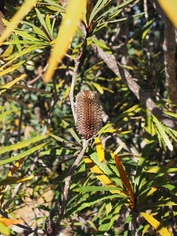 Banksia plagiocarpa Hinchinbrook Banksia Australian Botanic Garden