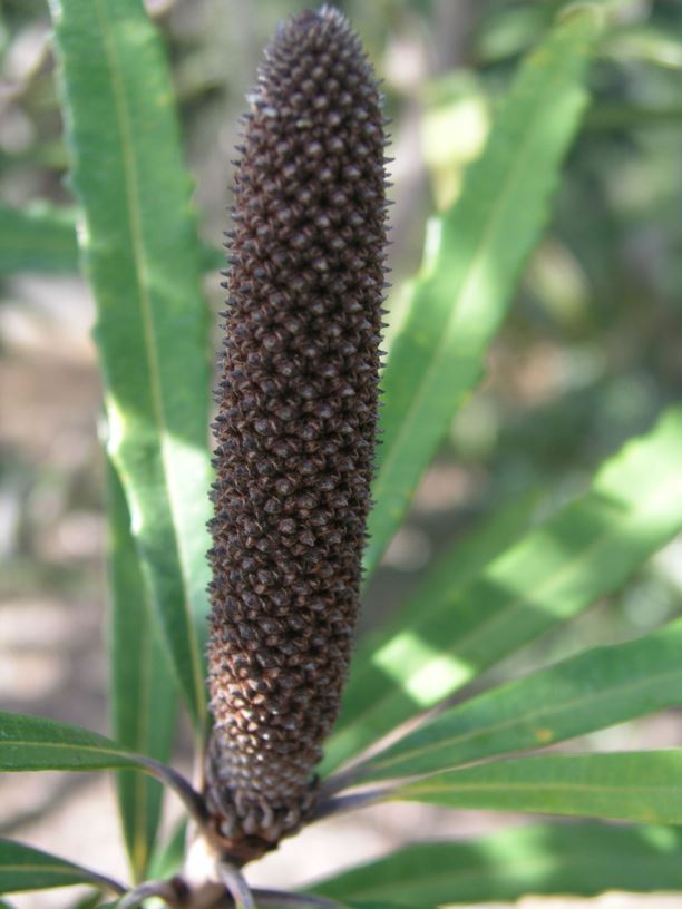 Banksia plagiocarpa Hinchinbrook Banksia Australian Botanic Garden