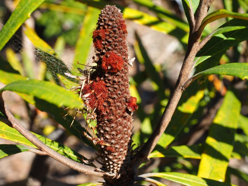 Banksia plagiocarpa Hinchinbrook Banksia Australian Botanic Garden