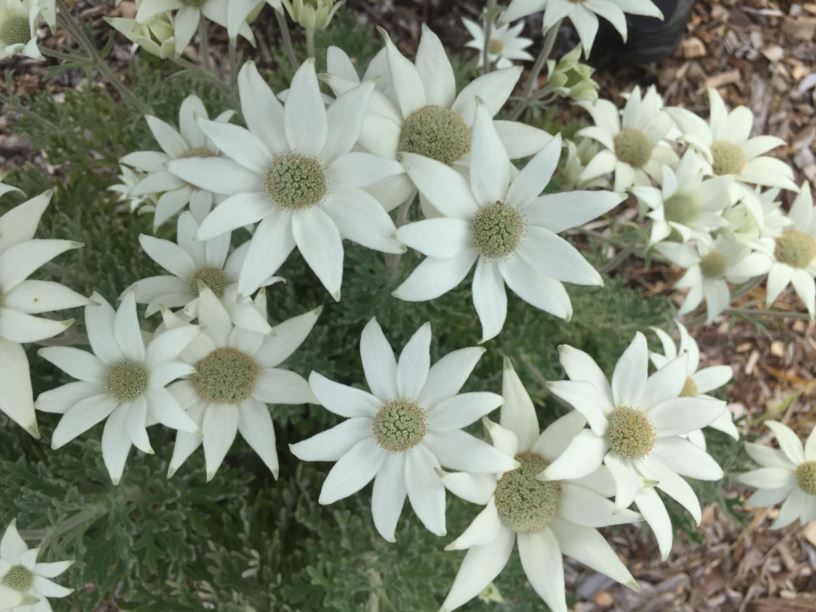 Actinotus helianthi Flannel Flower Australian Botanic Garden Mount Annan