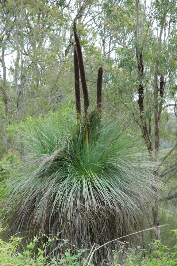 Xanthorrhoea johnsonii Johnson's grass tree Australian Botanic