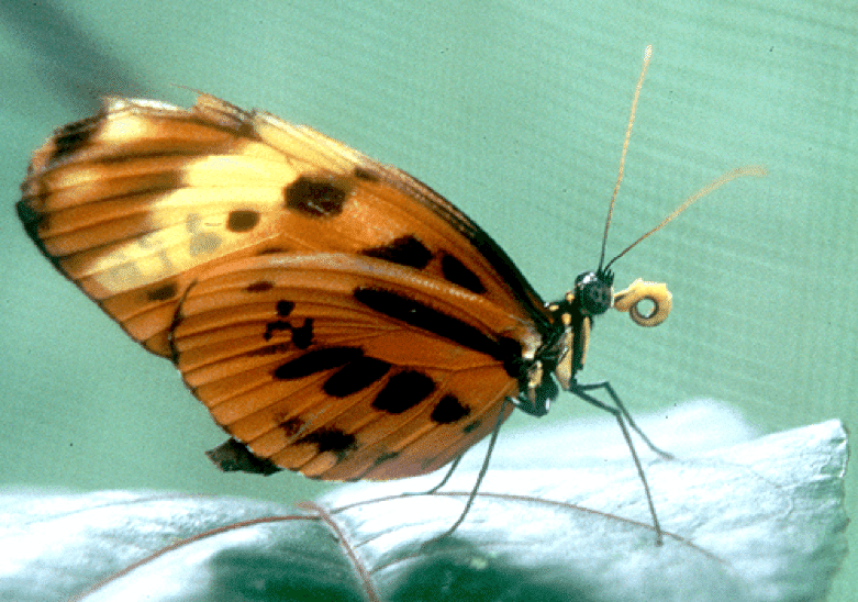 Proteineating Butterflies Australian Butterfly Sanctuary